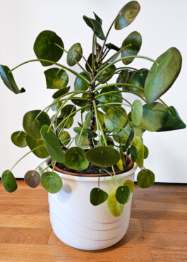  Was ist dir wichtig?